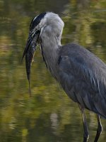 BlueHeron10.jpg