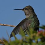 Hummer2.jpg
