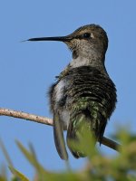 Hummer8.jpg