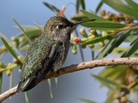 Hummer20.jpg