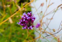 DSC_3135.jpg