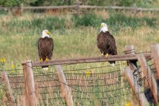 EaglesFence-937.jpg