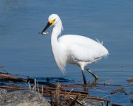 SnowyFish-937.jpg