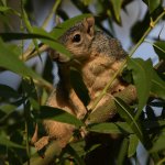 Squirrel2.jpg