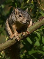 Squirrel5.jpg