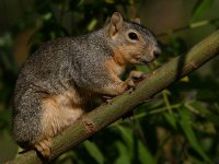 Squirrel7.jpg