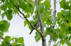 DSC_0209.jpg