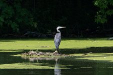 DSC_4663.jpg