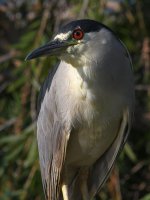 BCNH3.jpg