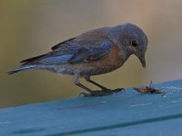 Bluebird4.jpg
