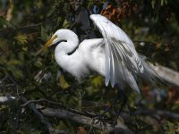 Egret3.jpg