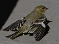 Goldfinch2.jpg