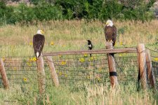 EagleMagpie-939.jpg