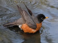 Robin5.jpg