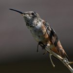 Hummer13.jpg