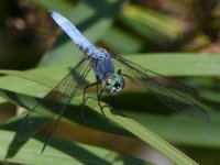DragonFly5.jpg
