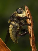 Fly2.jpg