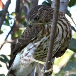 CoopersHawk9.jpg