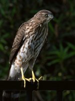 CoopersHawk8.jpg
