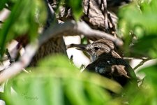07-09-21-CR-_D501473-ON1.jpg