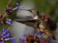 Hummer15.jpg