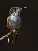 Hummer33.jpg
