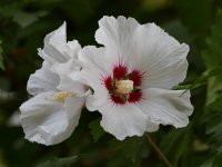 Hibiscus.jpg