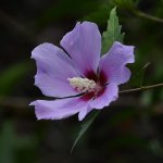 Hibiscus2.jpg