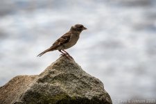 _5DX5293 low res.jpg