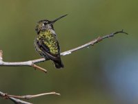 Hummer2.jpg