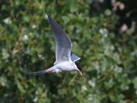 Tern.jpg