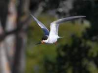 Tern2.jpg