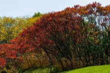 DSC_2950.jpg