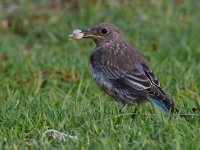 Bluebird2.jpg