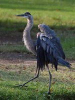 BlueHeron.jpg