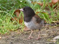 Junco.jpg