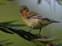 Goldfinch5.jpg