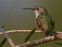 Hummer8.jpg