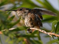Hummer18.jpg