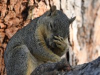 Squirrel2.jpg