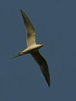 Tern2.jpg