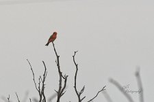 07-12-21-CR-_D501501-ON1.jpg