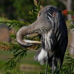 BlueHeron9.jpg