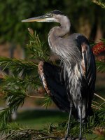 BlueHeron15.jpg