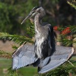 BlueHeron20.jpg