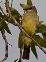 Kingbird.jpg