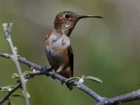 Hummer2.jpg