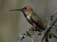 Hummer13.jpg