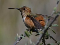 Hummer14.jpg
