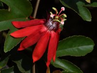 Passiflora.jpg